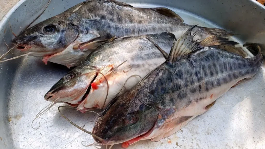 peixe mandi