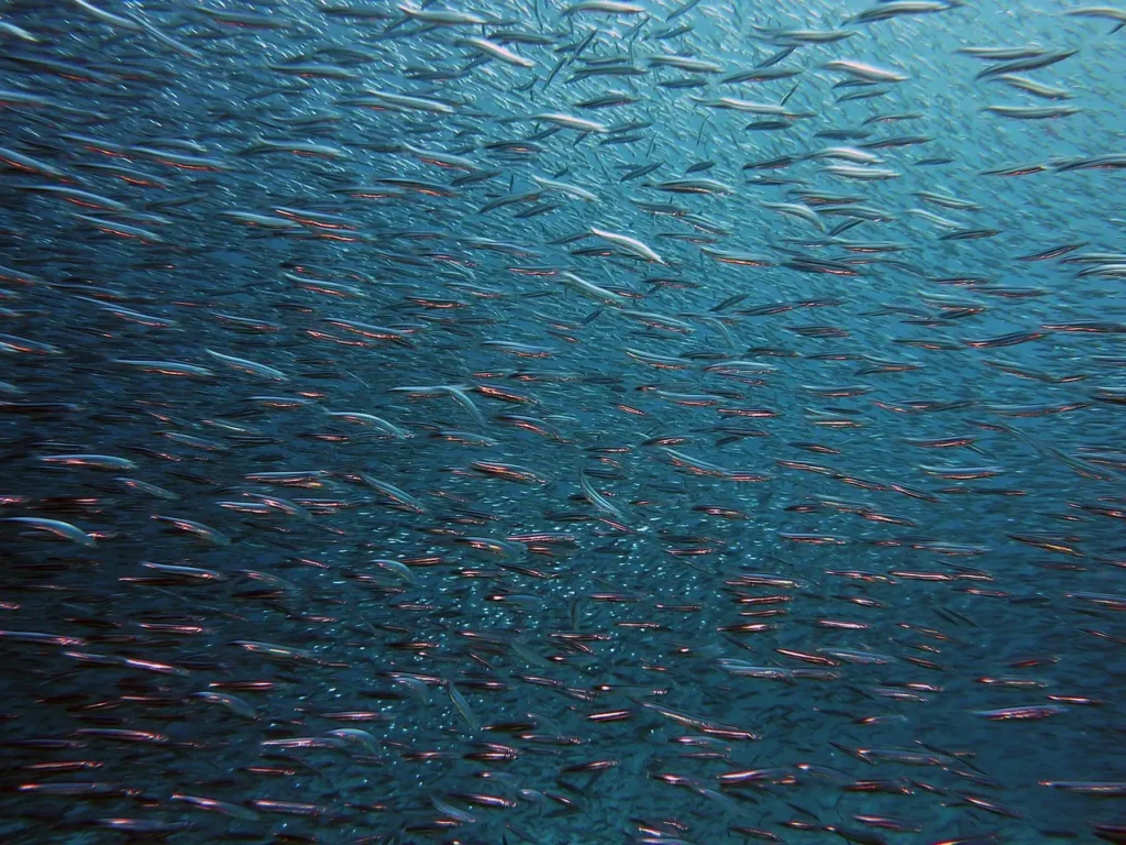 oceano cheio de peixes por conta da pressão atmosférica