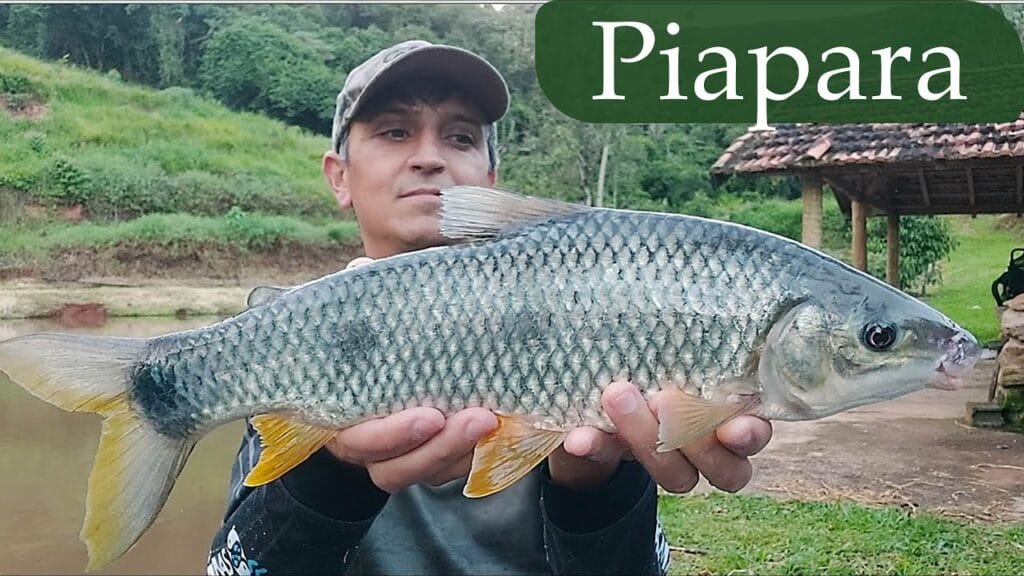 peixe piapara