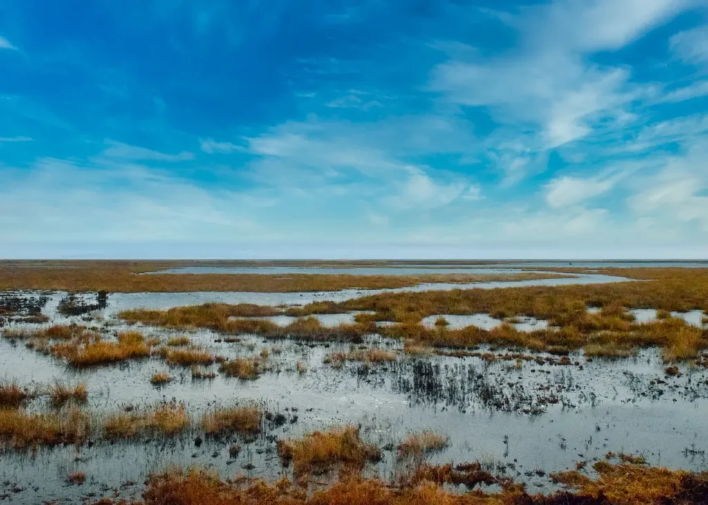 pantanal imagem