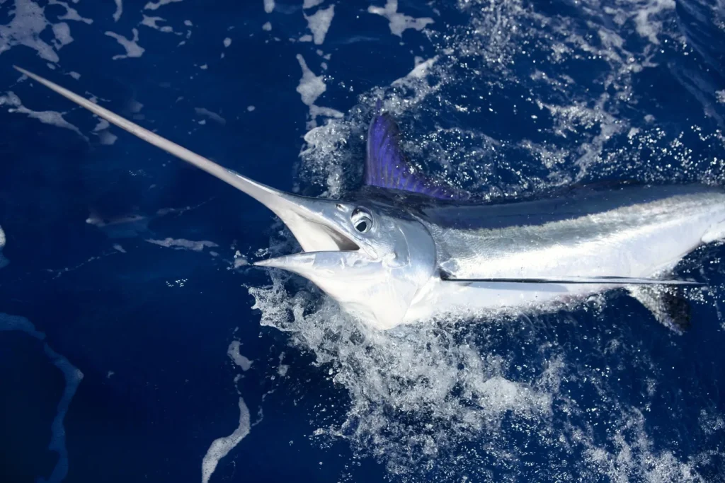 peixe-espada